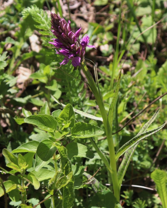 Ятрышник пальчатокоренник