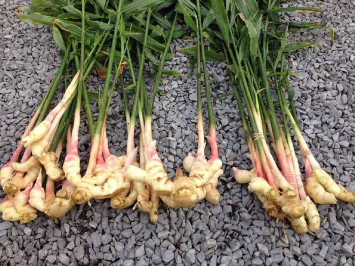 Имбирь растение