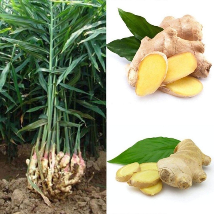 Имбирь растение