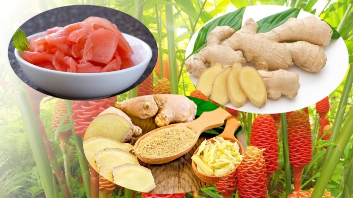 Имбирь лекарственный