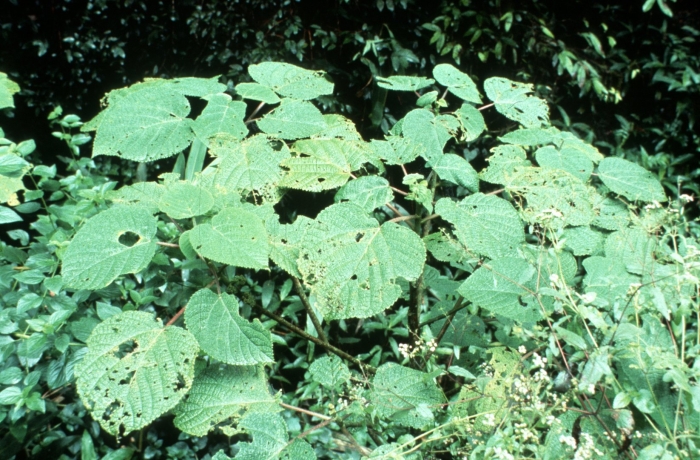 Dendrocnide cordifolia