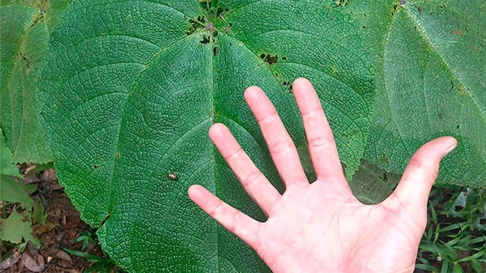 Гимпи растение