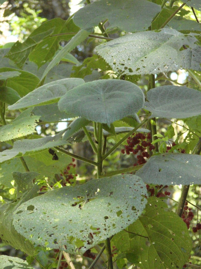 Джимпи-джимпи жалящее дерево