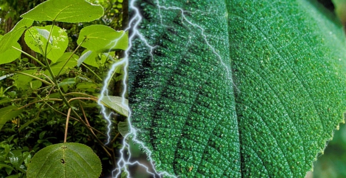 Джимпи-джимпи жалящее дерево