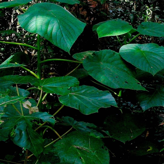 Дерево джимпи-джимпи