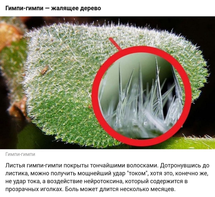 Гимпи растение