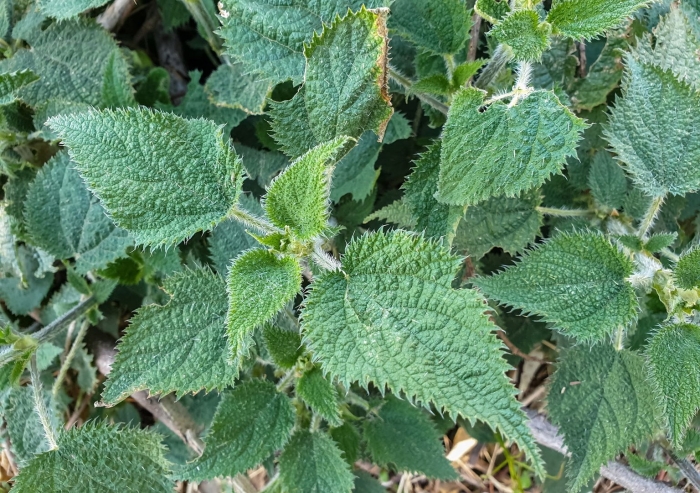 Гимри гимпи