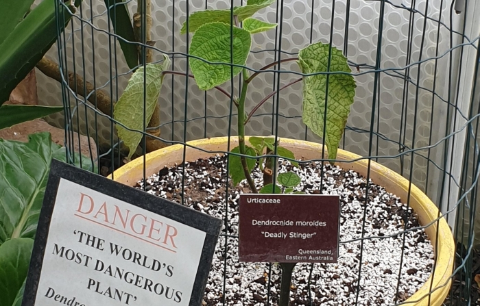 Dangerous plant