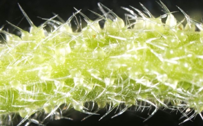 Крапива под микроскопом