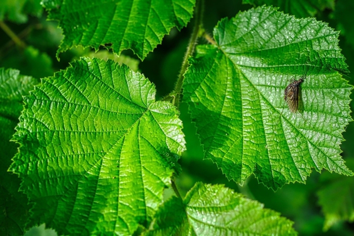 Лещина обыкновенная листья