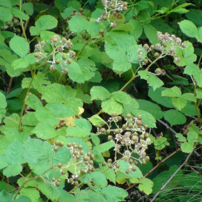 Rubus occidentalis