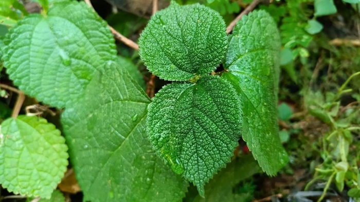 Гимпи растение