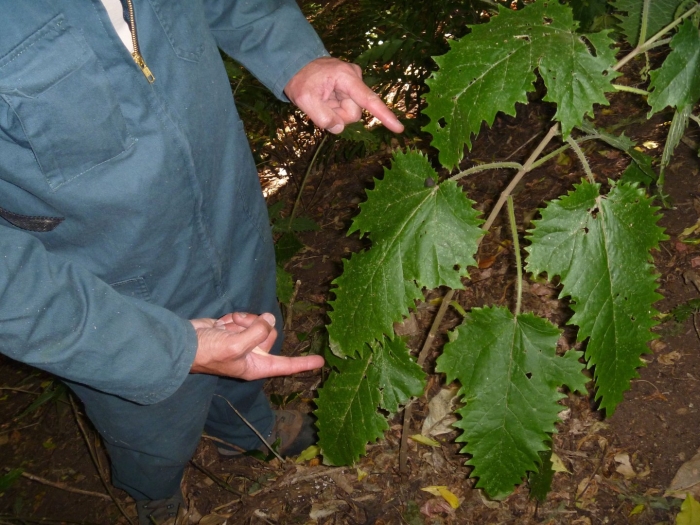 Крапива лист