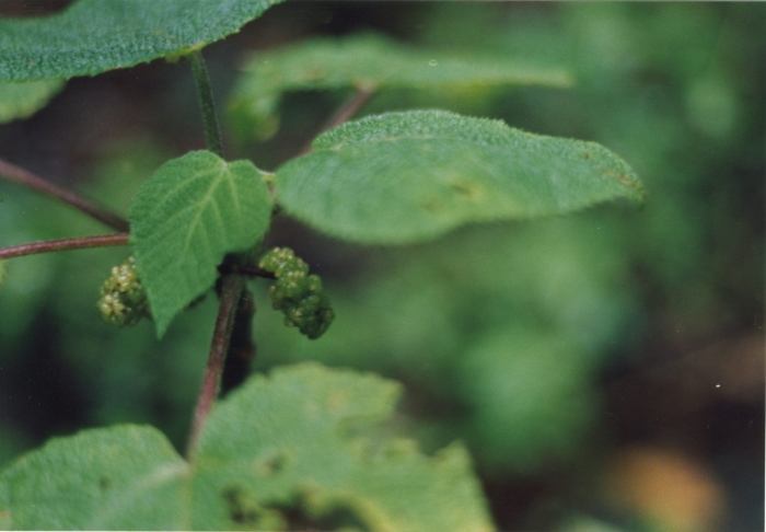 Тутовник шелковица