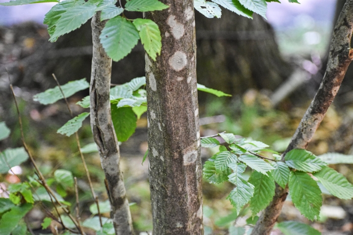 Граб сердцелистный