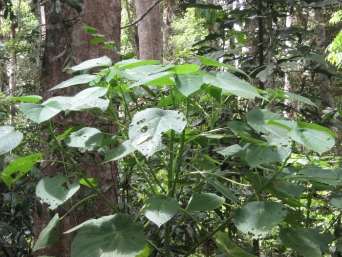Быстрорастущее дерево павловния