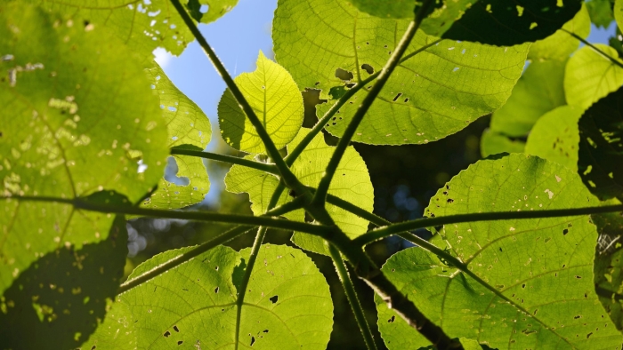 Катальпа листья