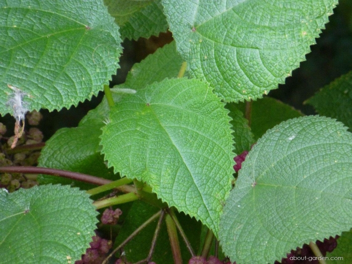 Бемерия рами