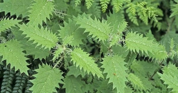 Онгаонга крапивное дерево