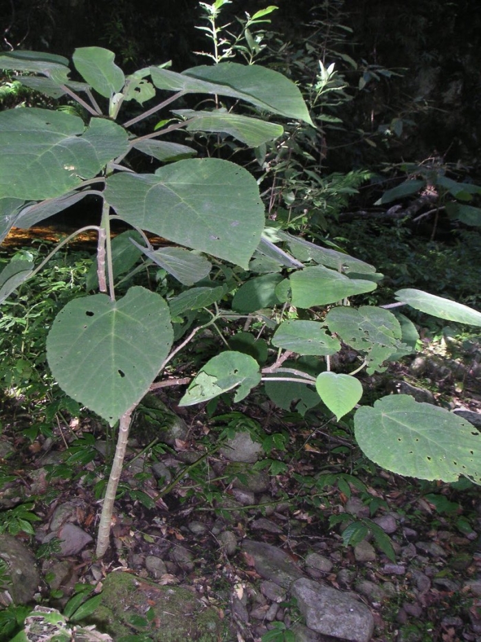 Piper auritum plants