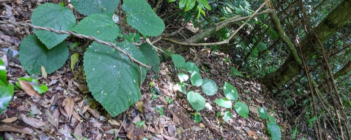 Гимпи растение самоубийц