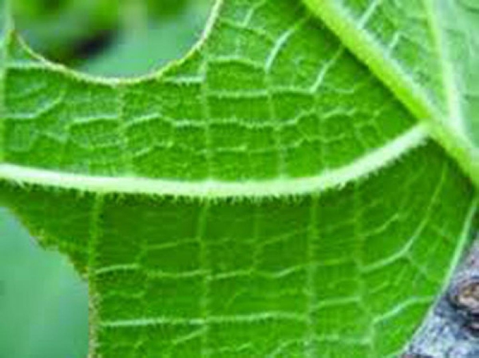 Жалящее дерево гимпи