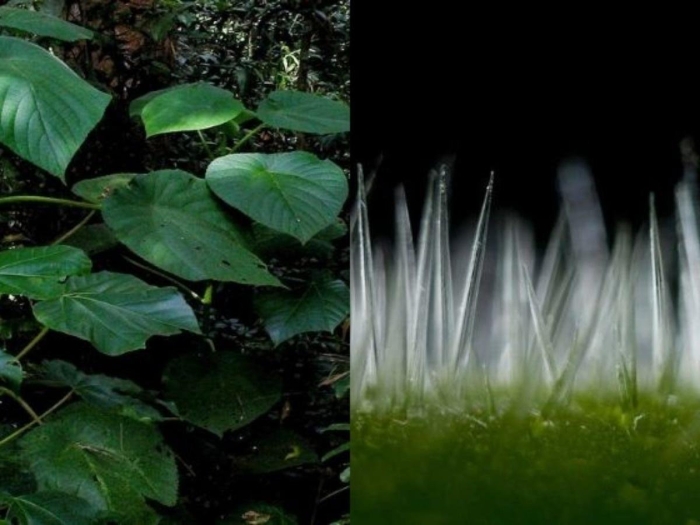 Гимпи растение