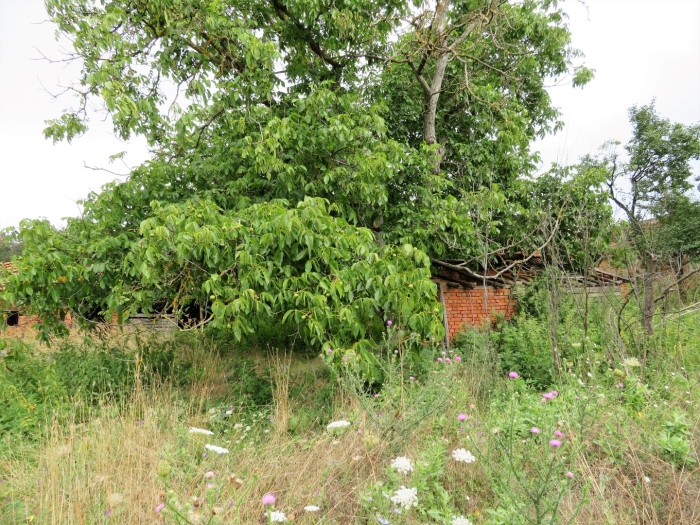 Дерево грецкий орех