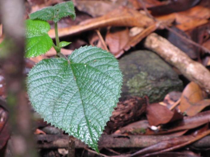 Растение гимпи