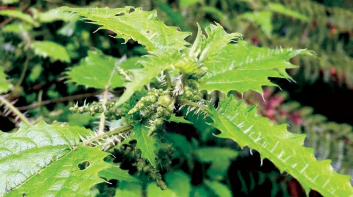 Растение с колючками