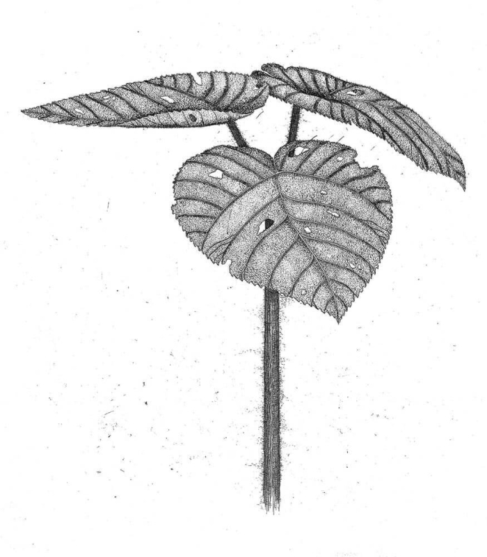 Красивое растение