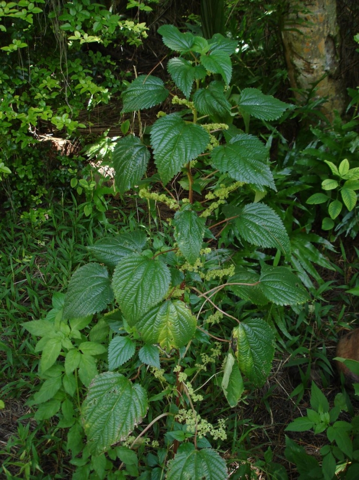 Лапортея (laportea)