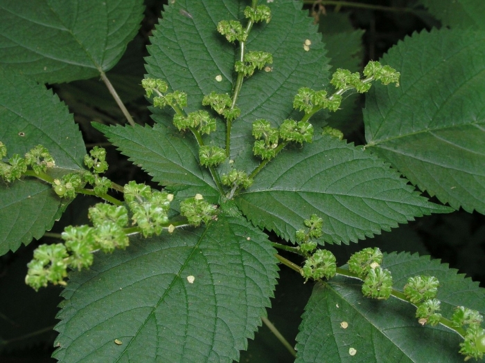Крапива двудомная urtica dioica