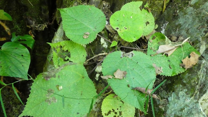 Dendrocnide moroides