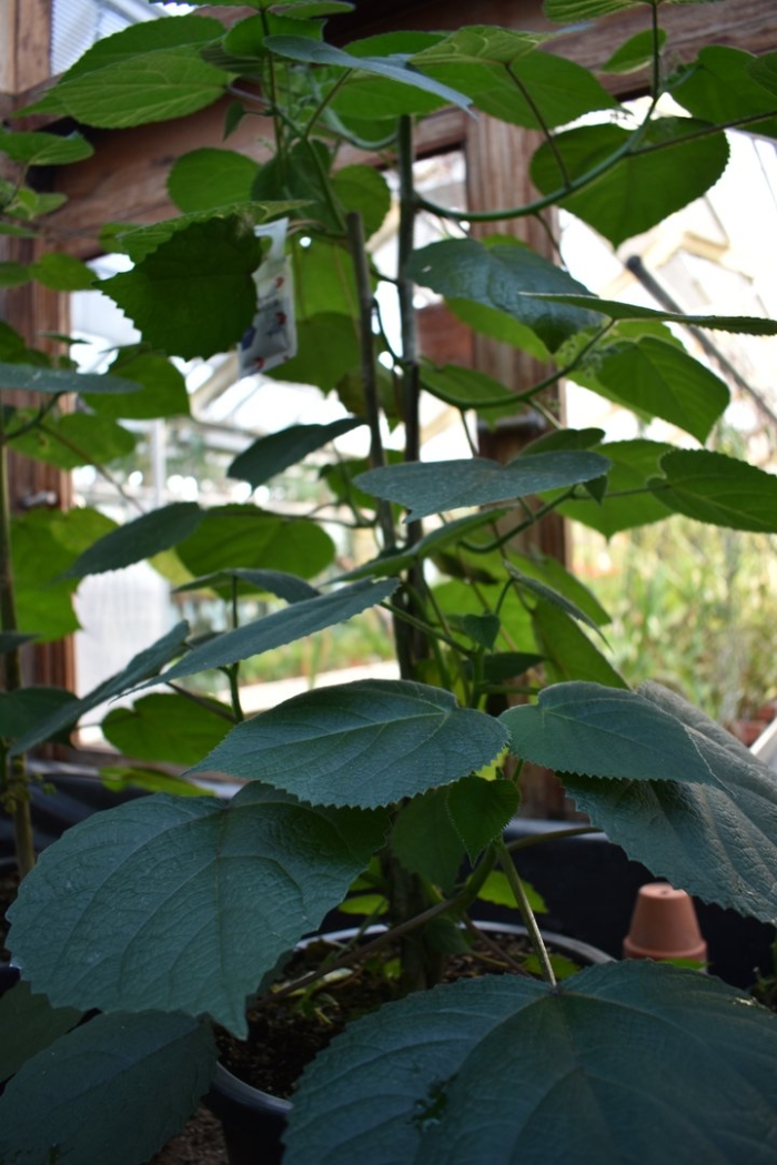 Теплица огурцы