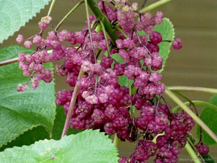 Гимпи растение