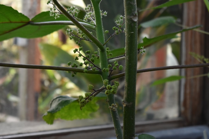 Dendrocnide moroides