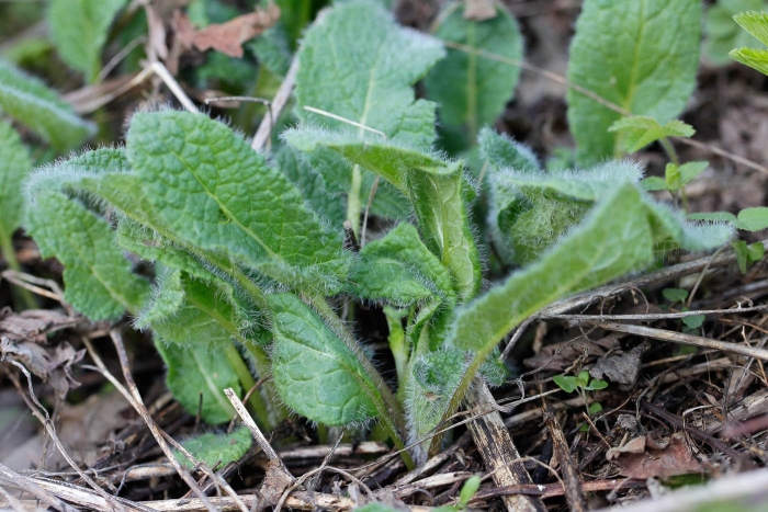 Phlomoides maximowiczii