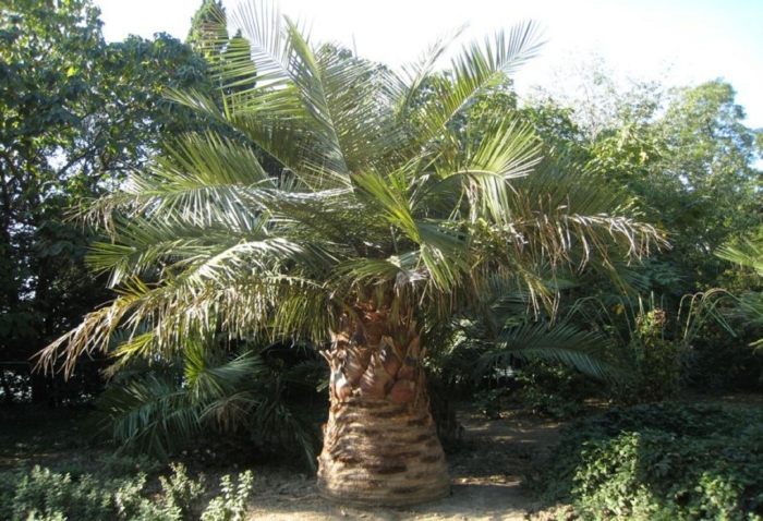 Бутия головчатая мануэла