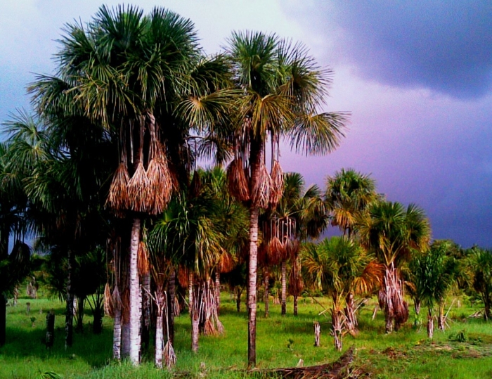 Маврикиева пальма