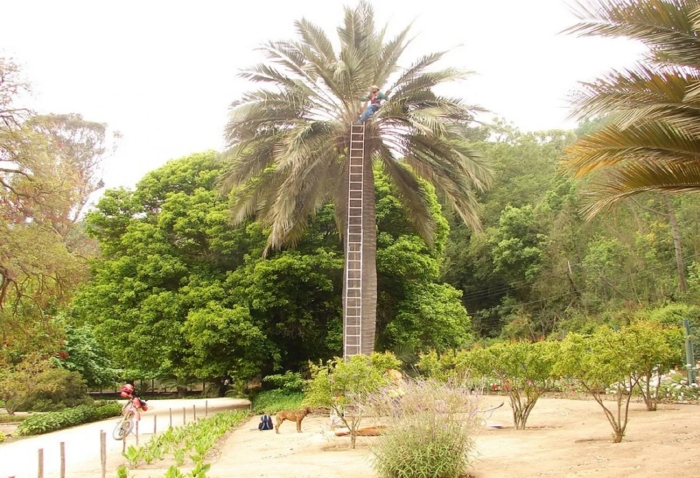 Юбея чилийская