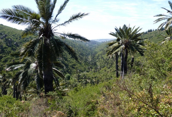 Canary island date palm