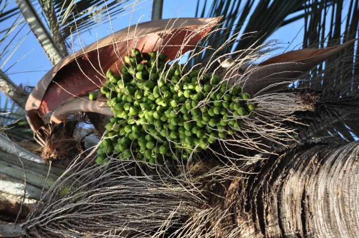 Пальма бутия головчатая