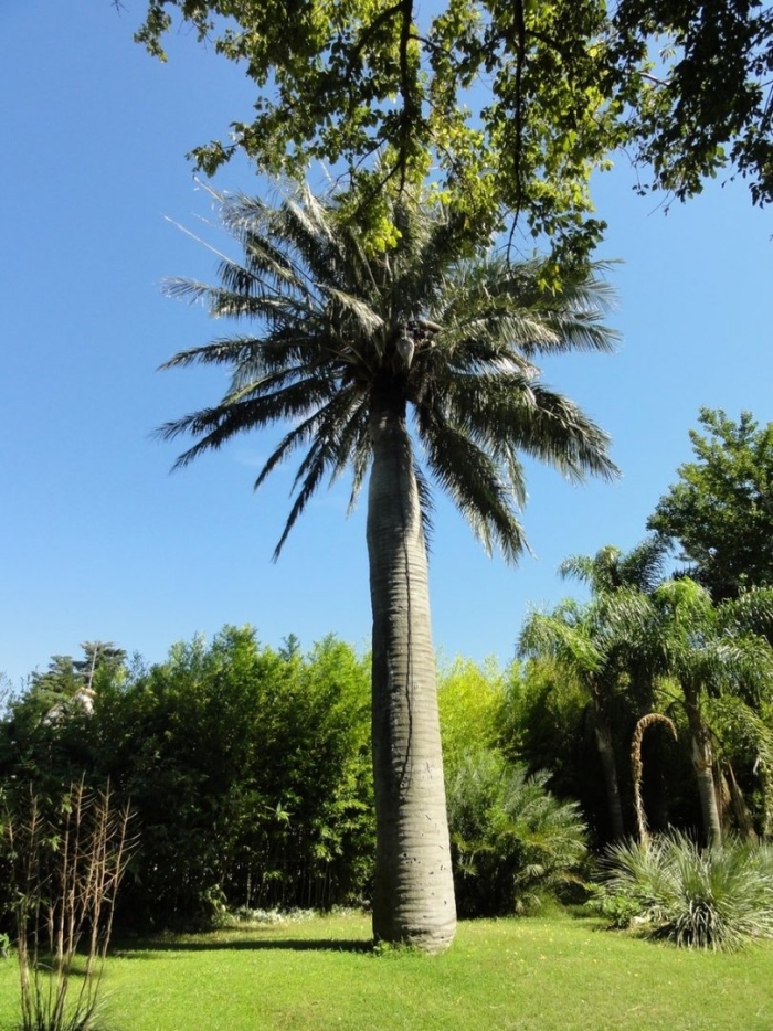 Гиофорба бутылочная пальма