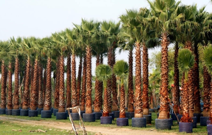 Washingtonia robusta