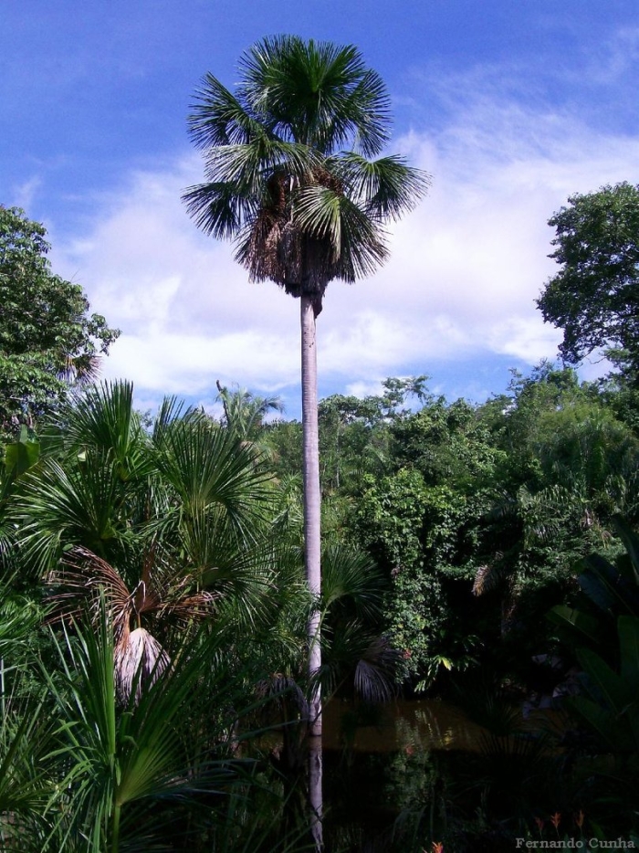 Corypha umbraculifera