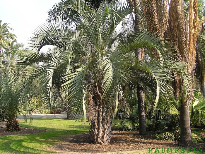 Юбея пальма