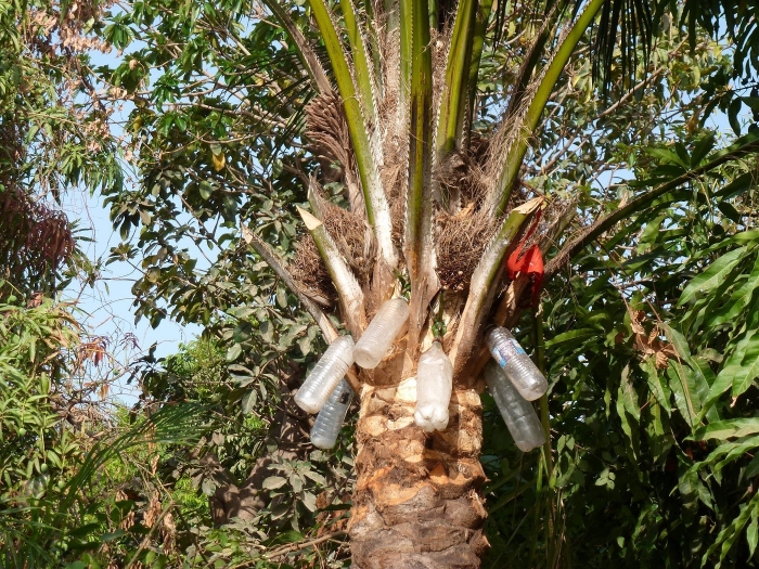 Пальмовое вино в африке