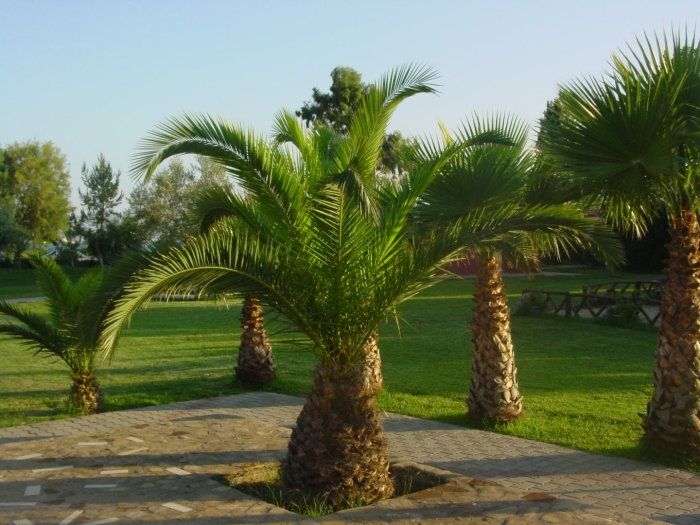 Финиковая пальма абхазия