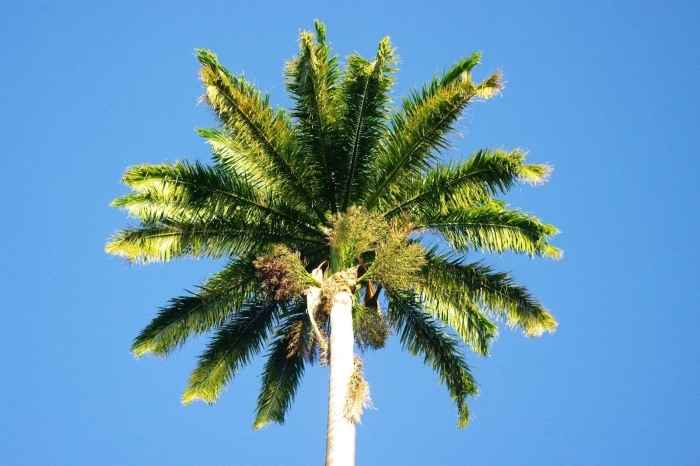 Королевская пальма во флориде